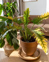 Philodendron Ring of Fire M - Pur Plant