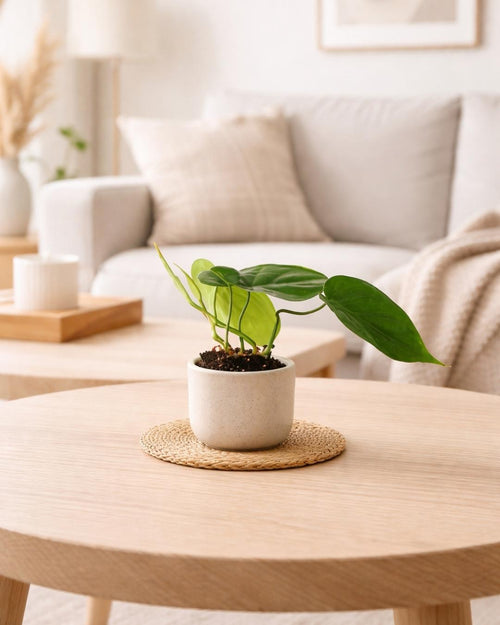 Philodendron Scandens Mini - Pur Plant