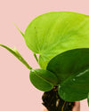 Philodendron Scandens Mini - Pur Plant