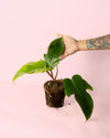 Philodendron Squamiferum M - Pur Plant