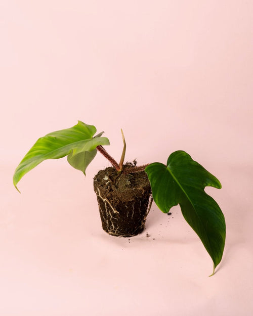 Philodendron Squamiferum M - Pur Plant
