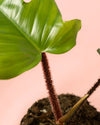 Philodendron Squamiferum M - Pur Plant
