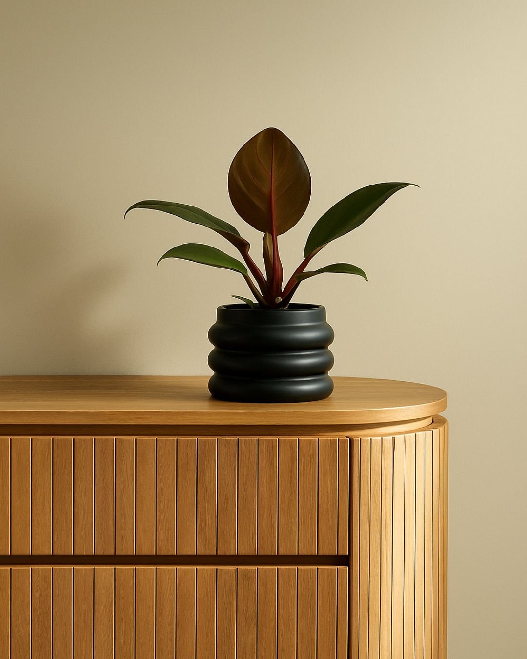Philodendron Sun Red Mini - Pur Plant