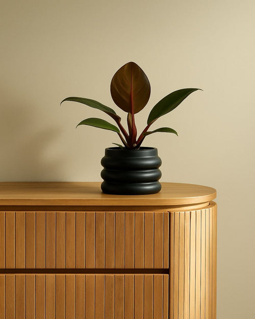 Philodendron Sun Red Mini - Pur Plant