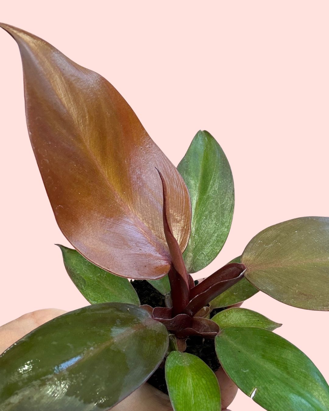 Philodendron Sun Red Mini - Pur Plant