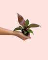Philodendron Sun Red Mini - Pur Plant