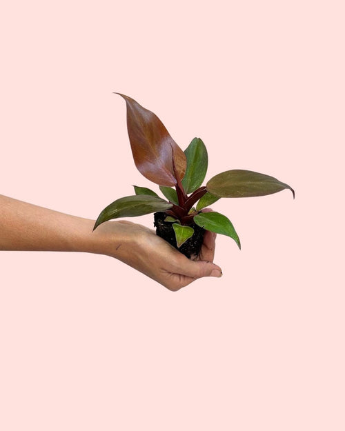 Philodendron Sun Red Mini - Pur Plant