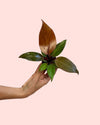 Philodendron Sun Red Mini - Pur Plant