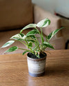 Philodendron White Princess M - Pur Plant