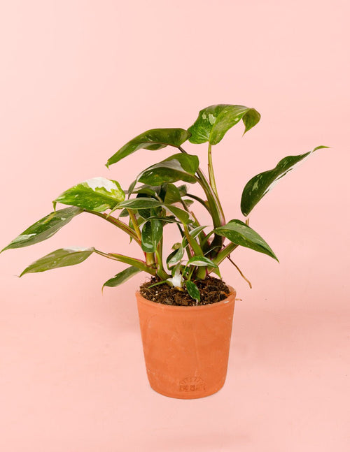 Philodendron White Princess M - Pur Plant
