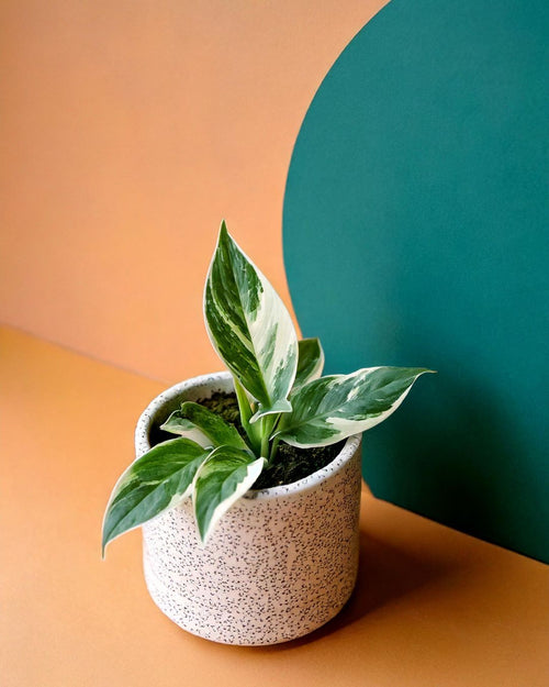 Philodendron White Princess Mini - Pur Plant