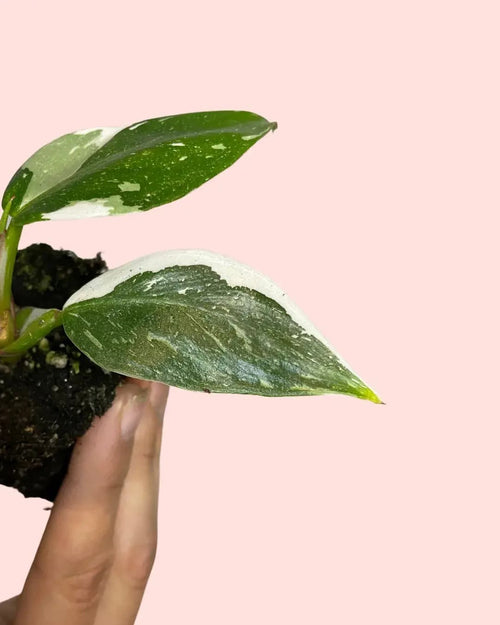 Philodendron White Princess Mini - Pur Plant