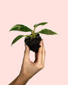 Philodendron White Princess Mini - Pur Plant