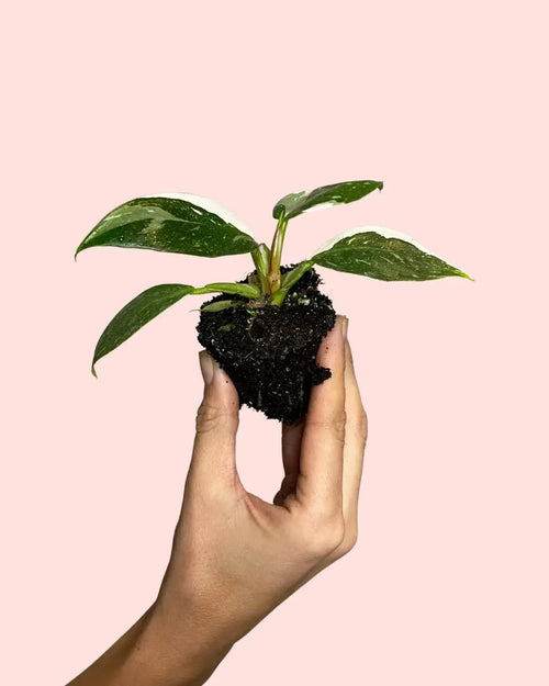 Philodendron White Princess Mini - Pur Plant