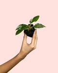 Philodendron White Princess Mini
