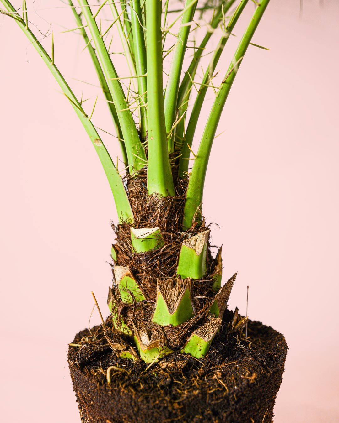 Phoenix Roebelenii M - Pur Plant