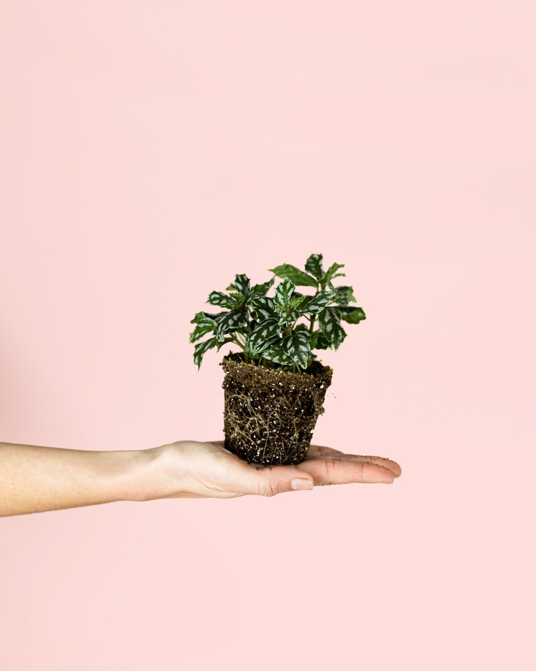 Pilea Cadierei Mini - Pur Plant