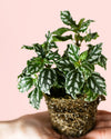 Pilea Cadierei Mini - Pur Plant