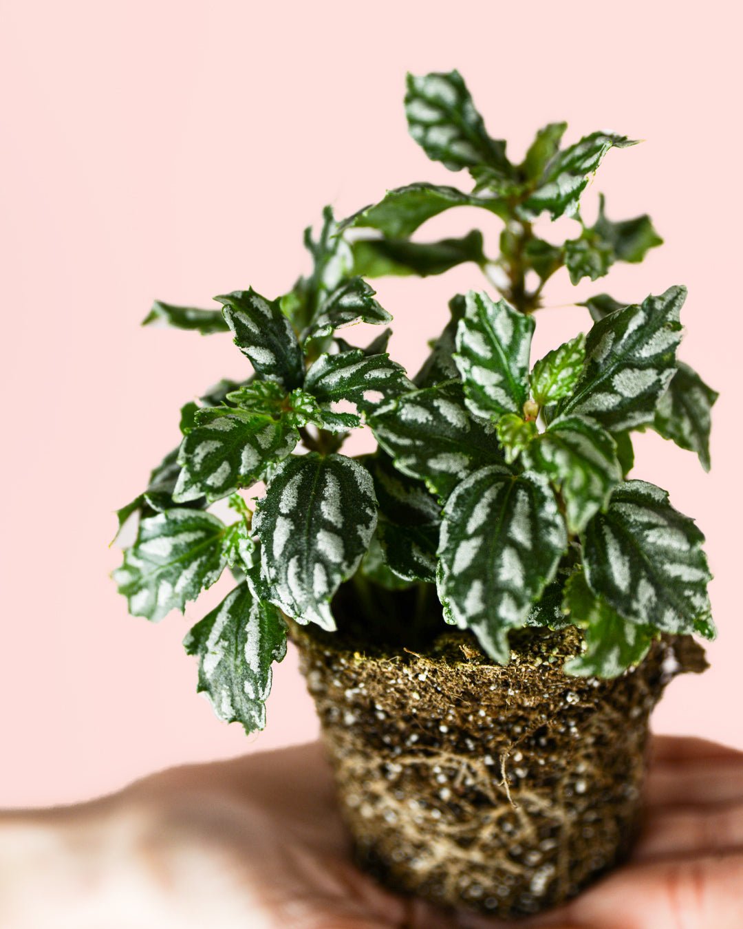 Pilea Cadierei Mini - Pur Plant