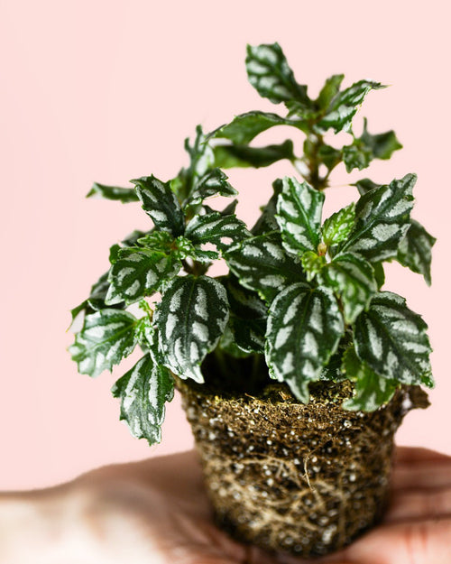 Pilea Cadierei Mini - Pur Plant