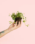 Pilea Depressa São Paulo Mini