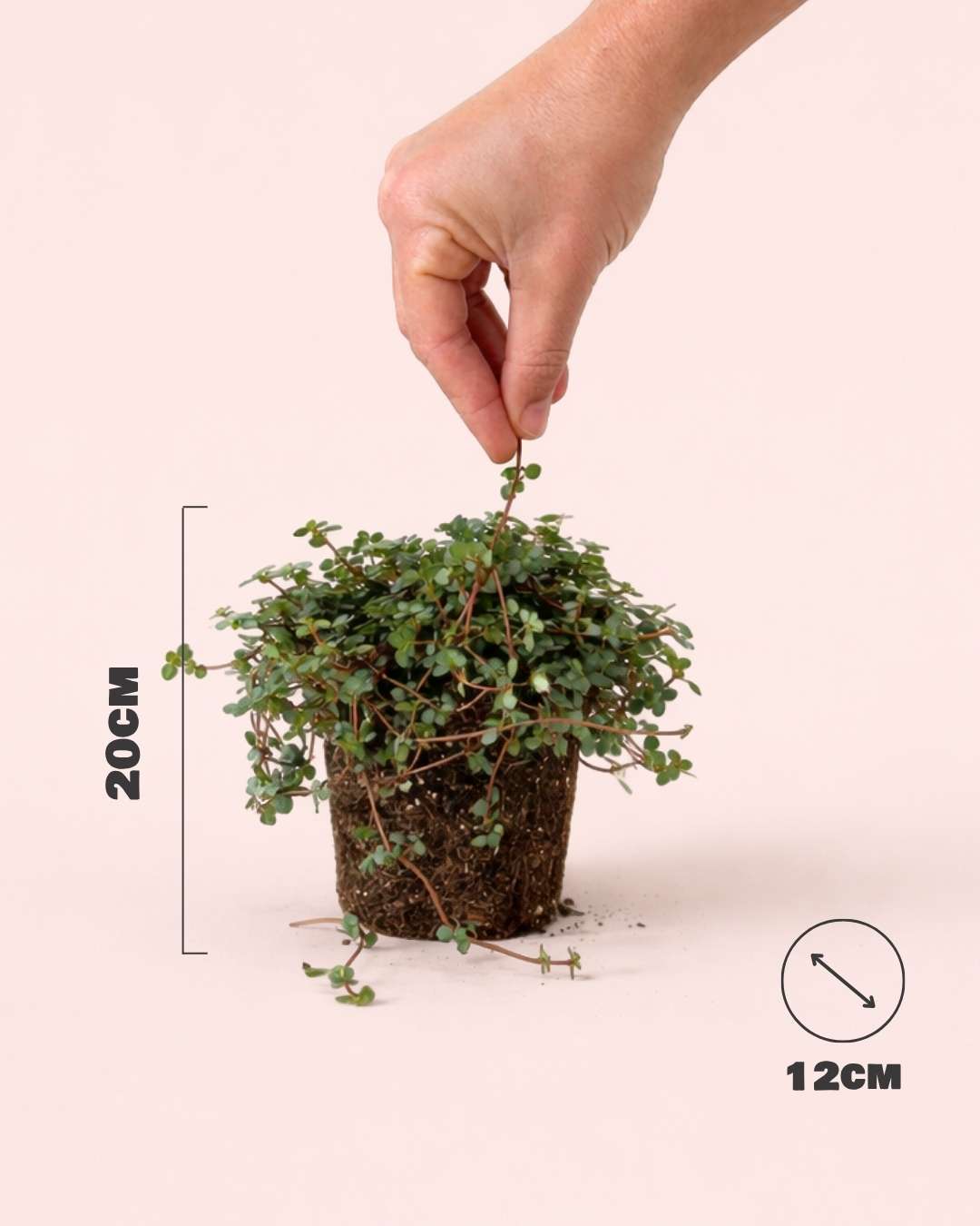 Pilea Greyzy M - Size - Pur Plant