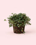 Pilea Greyzy M