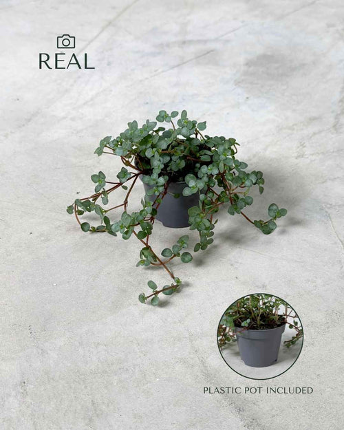 Pilea Greyzy Mini - Pur Plant