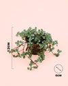 Pilea Greyzy Mini - Pur Plant