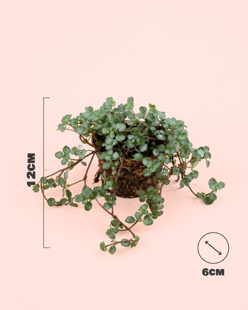Pilea Greyzy Mini - Pur Plant