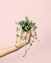 Pilea Greyzy Mini - Pur Plant