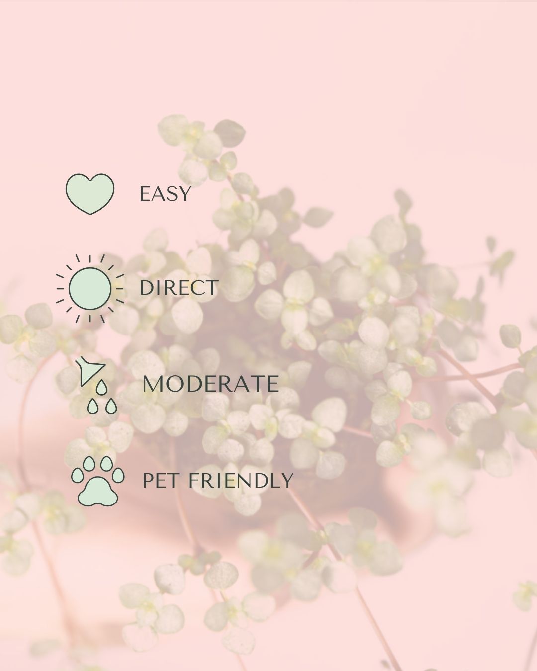pilea-greyzy-mini-care