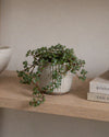 pilea-greyzy-mini-context