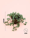 pilea-greyzy-mini-size