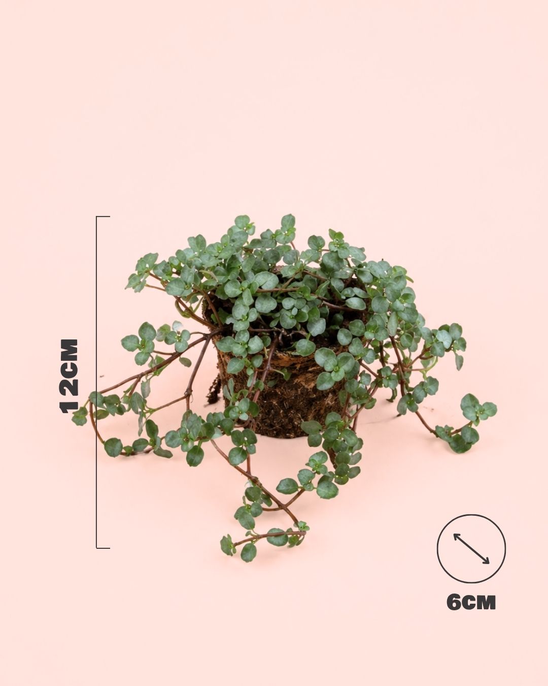 pilea-greyzy-mini-size