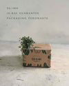 pilea-greyzy-packaging