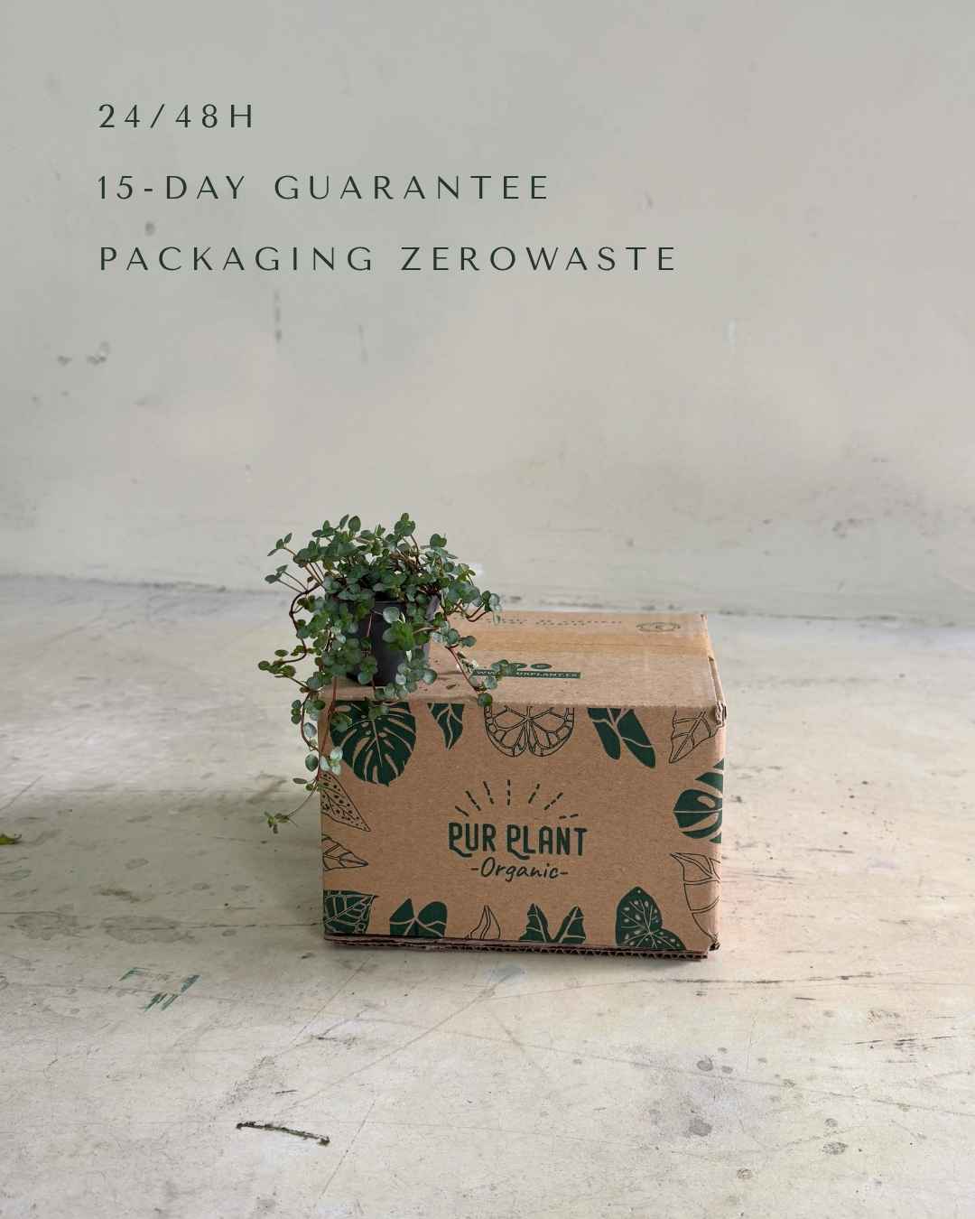 pilea-greyzy-packaging