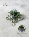 pilea-greyzy-real