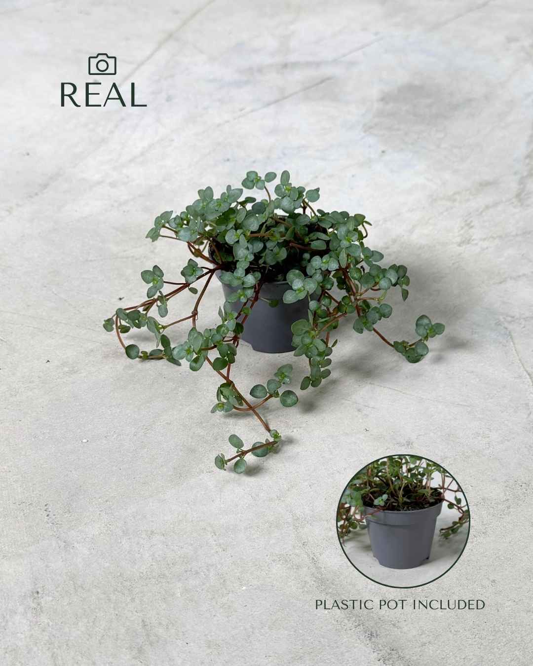 pilea-greyzy-real