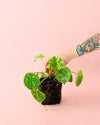 Pilea Mojito M - Pur Plant