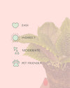 pilea-moon-valley-care