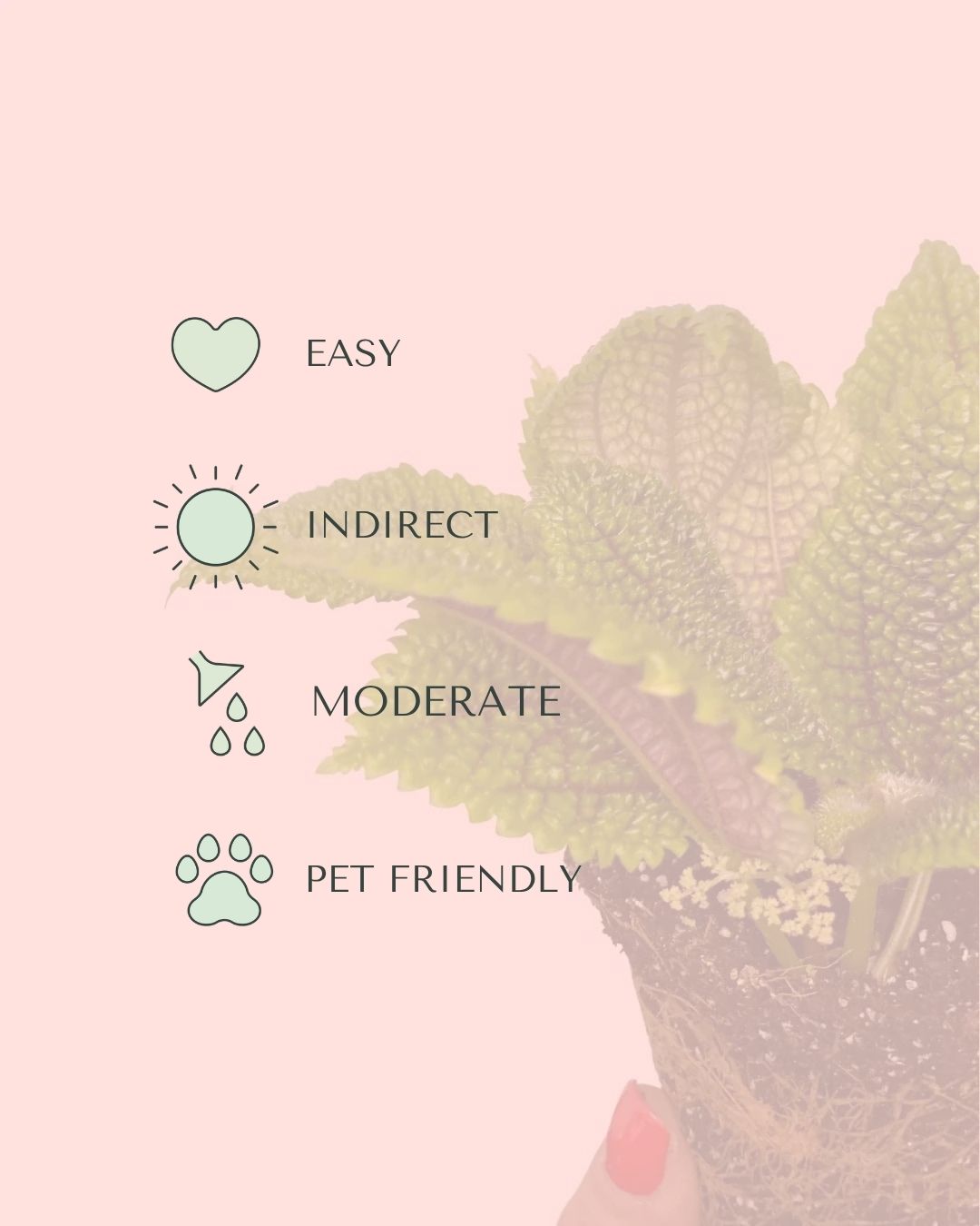 pilea-moon-valley-care
