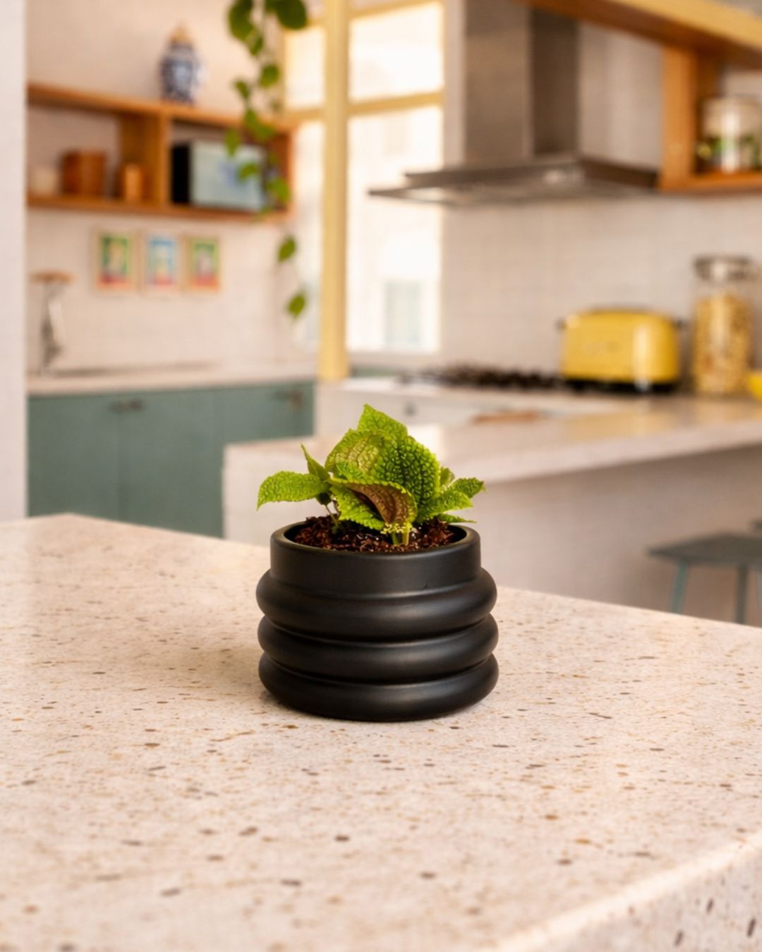 pilea moon valley contexto