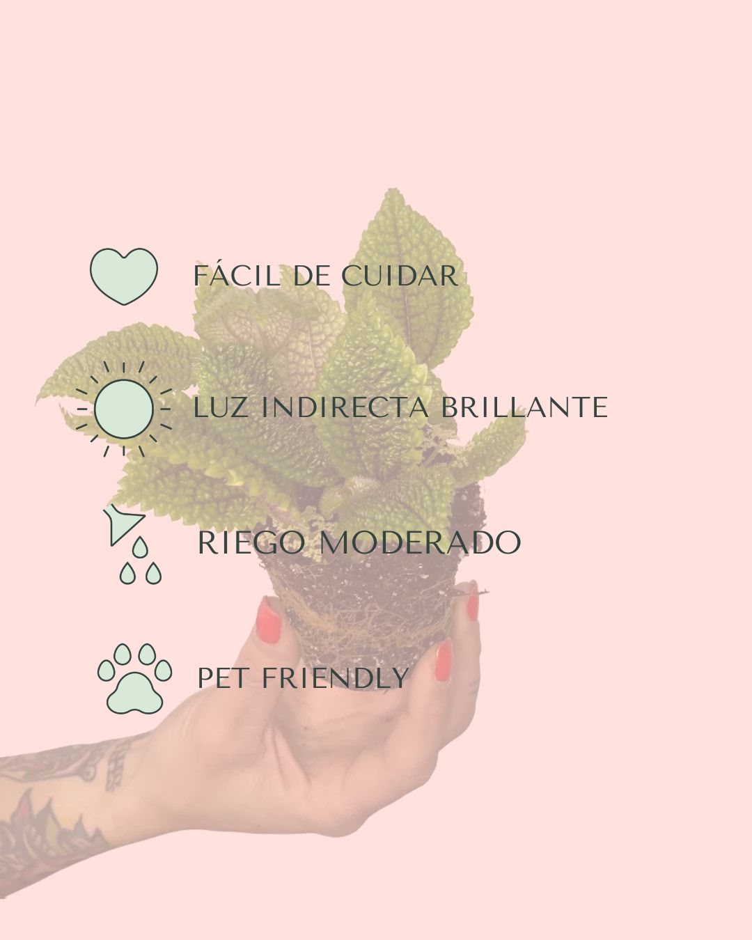 pilea moon valley cuidados