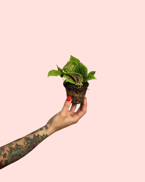 Pilea Moon Valley Mini