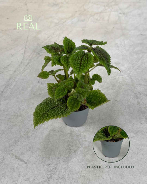 Pilea Moon Valley Mini - Pur Plant