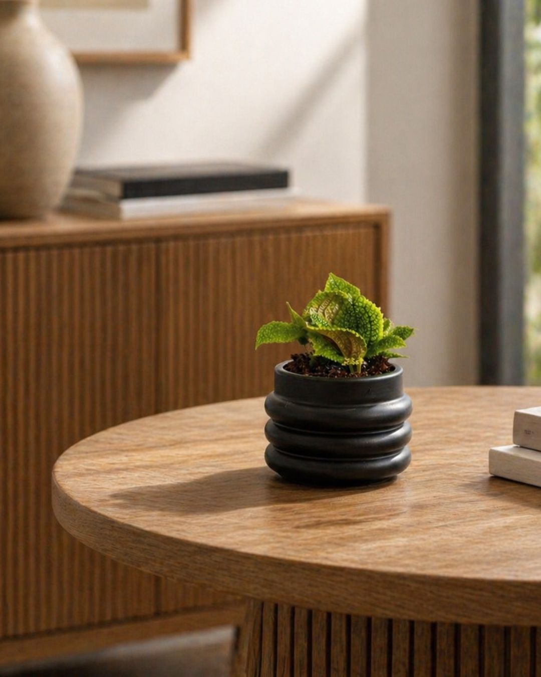pilea-moon-valley-mini-context