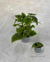 pilea-moon-valley-mini-real