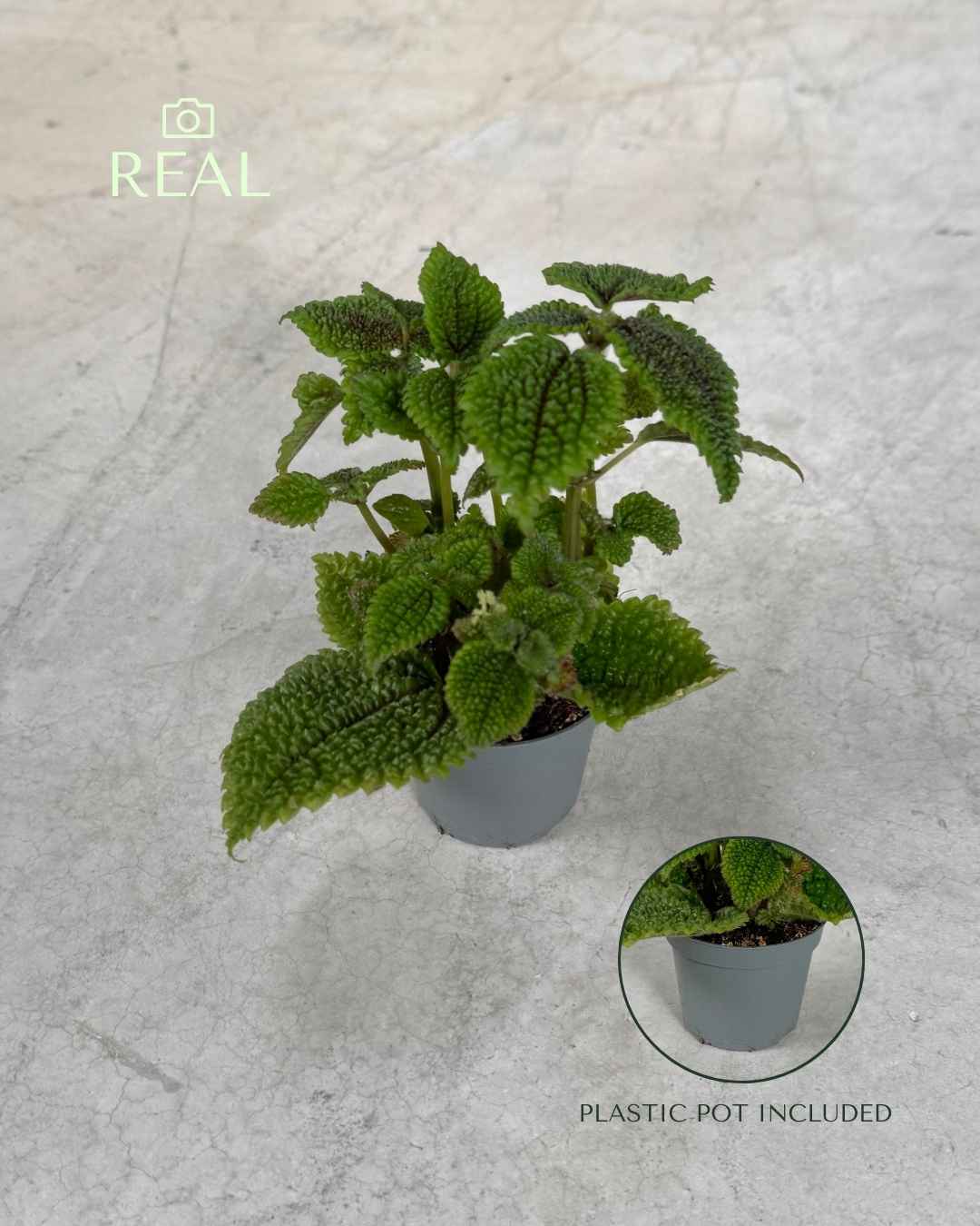 pilea-moon-valley-mini-real