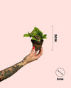 pilea-moon-valley-mini-size